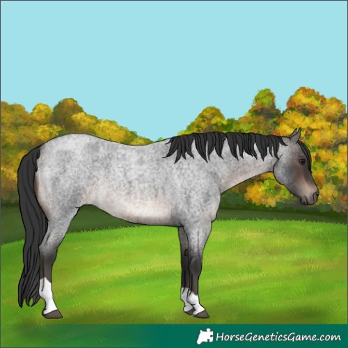 Horse Color:Brown Roan Tobiano 