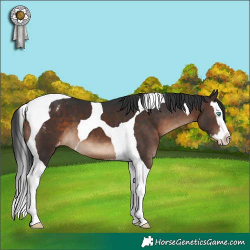 Horse Color:Brown Splash Tobiano Appaloosa 
