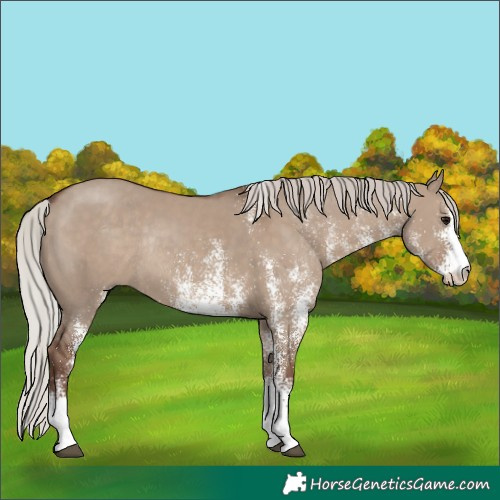 Horse Color:White Spotted Silver Grullo Rabicano 