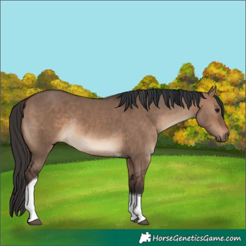 Horse Color:Brown Dun Tobiano Rabicano 