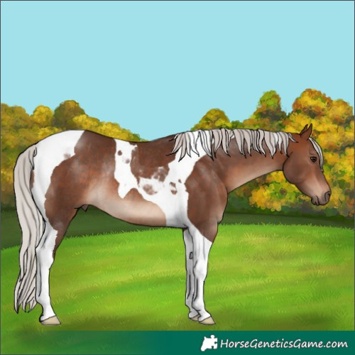 Horse Color:Silver Brown Tobiano Rabicano 
