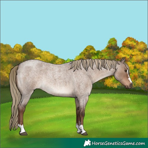 Horse Color:Liver Red Dun Roan