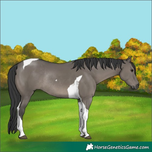 Horse Color:Grullo Tobiano Rabicano