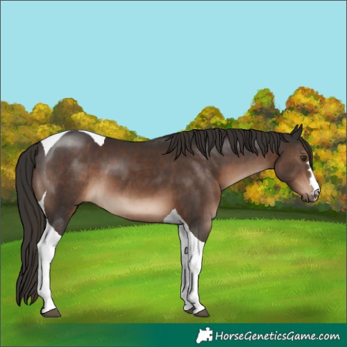 Horse Color:Liver Chestnut Tobiano 