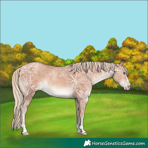 Horse Color:Gold Champagne Ice Rabicano 