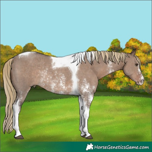 Horse Color:Liver Red Dun Sabino Tobiano Rabicano 