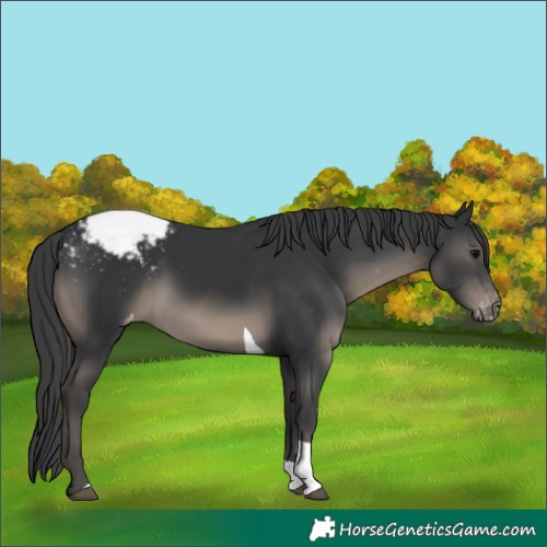 Horse Color:White Spotted Black Tobiano Appaloosa Rabicano