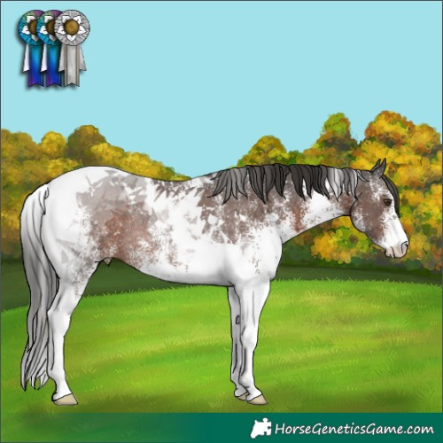 Horse Color:White Spotted Liver Chestnut Tobiano Rabicano 