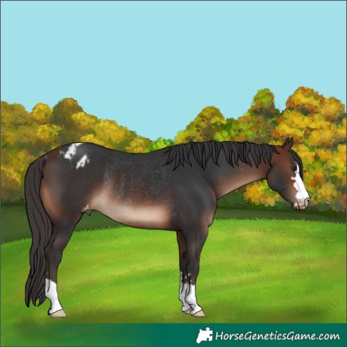 Horse Color:Brown Appaloosa Rabicano 