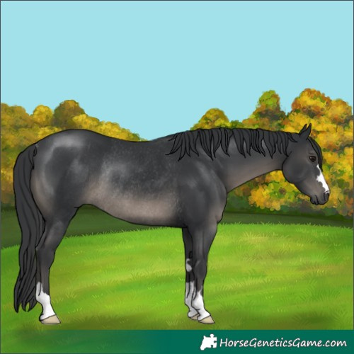 Horse Color:Black Rabicano 