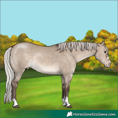Horse Color:Silver Brown Dun Appaloosa 