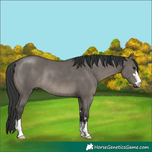 Horse Color:Grullo Rabicano 