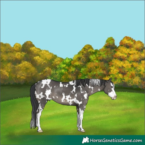 Horse Color:White Spotted Black Splash 