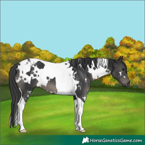 Horse Color:White Spotted Black Tobiano
