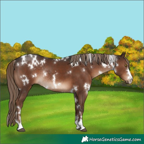 Horse Color:White Spotted Liver Chestnut Rabicano