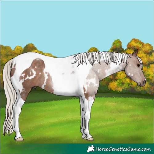 Horse Color:White Spotted Silver Black Tobiano Rabicano