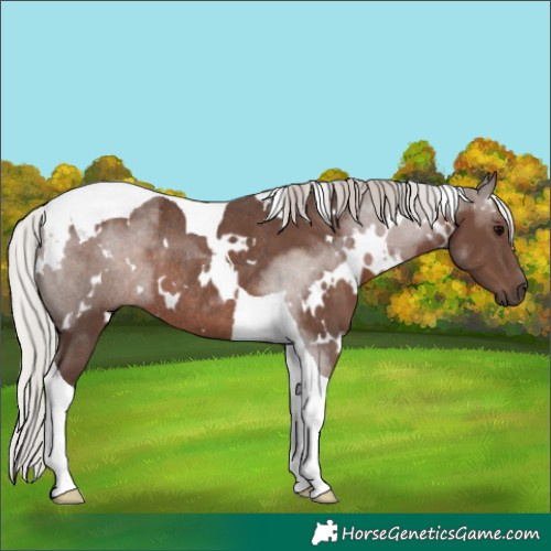 Horse Color:White Spotted Silver Black Tobiano Rabicano