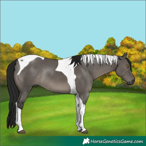 Horse Color:Gray Grullo Tobiano Rabicano 
