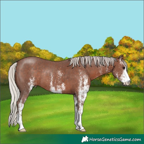 Horse Color:White Spotted Silver Black Rabicano 