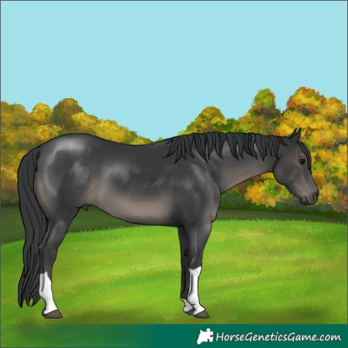 Horse Color:Black Tobiano