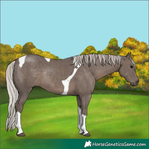 Horse Color:Silver Black Tobiano Rabicano 