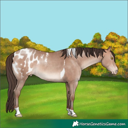 Horse Color:Amber Champagne Tobiano Appaloosa Rabicano 