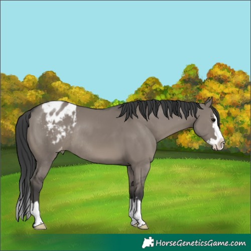 Horse Color:Grullo Splash Appaloosa Rabicano