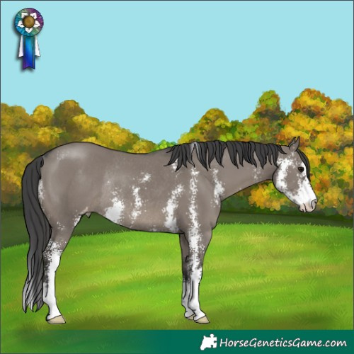 Horse Color:Grullo Sabino Appaloosa Rabicano 