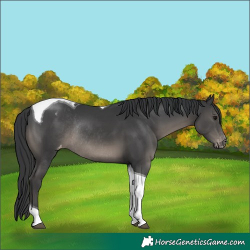 Horse Color:Black Tobiano Blanket Rabicano