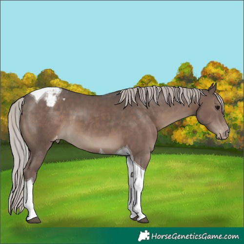 Horse Color:Silver Black Tobiano Appaloosa