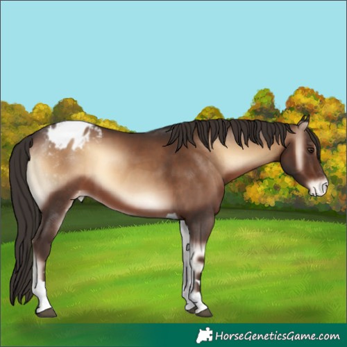 Horse Color:Liver Red Onyx Tobiano Appaloosa Rabicano 