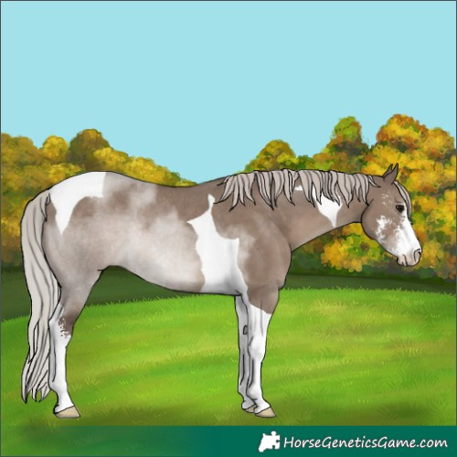 Horse Color:Silver Grullo Sabino Tobiano Rabicano