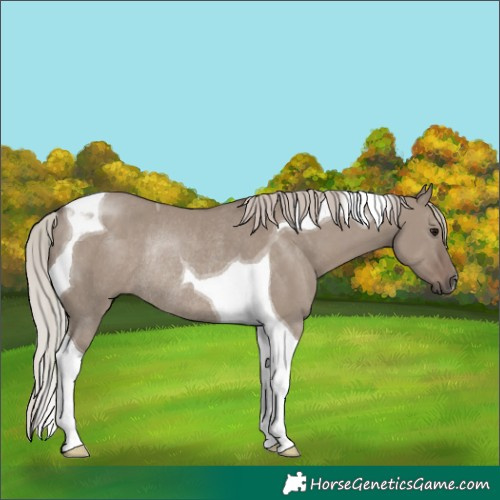 Horse Color:Silver Grullo Tobiano Rabicano