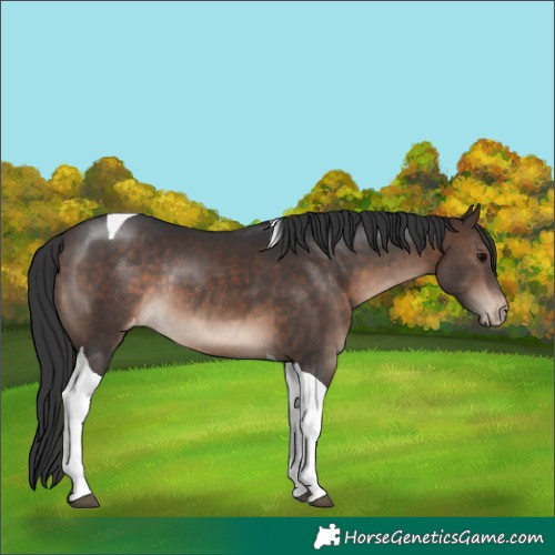 Horse Color:Brown Tobiano Varnish Rabicano 