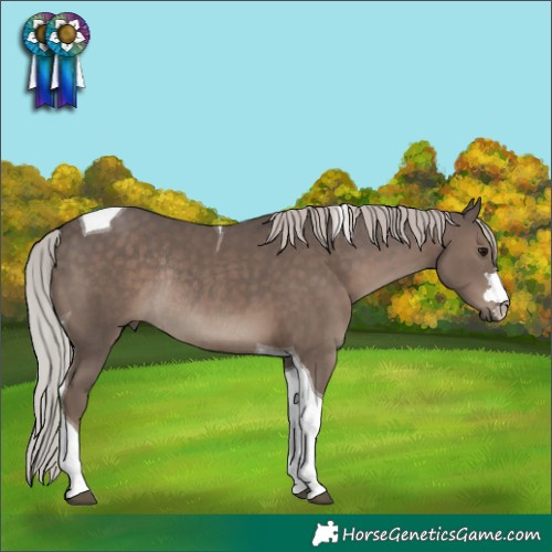 Horse Color:Silver Black Tobiano Rabicano 