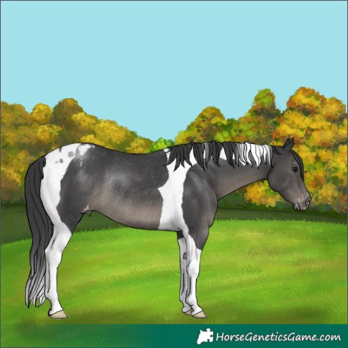 Horse Color:Black Tobiano Blanket Rabicano 