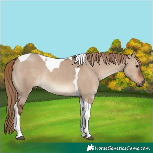 Horse Color:Liver Red Dun Tobiano 
