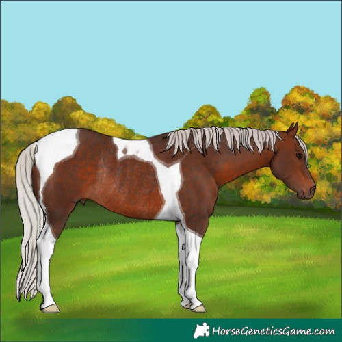 Horse Color:Silver Brown Tobiano Rabicano 
