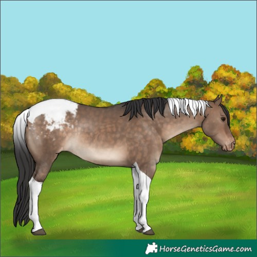 Horse Color:Brown Dun Tobiano Appaloosa Rabicano 
