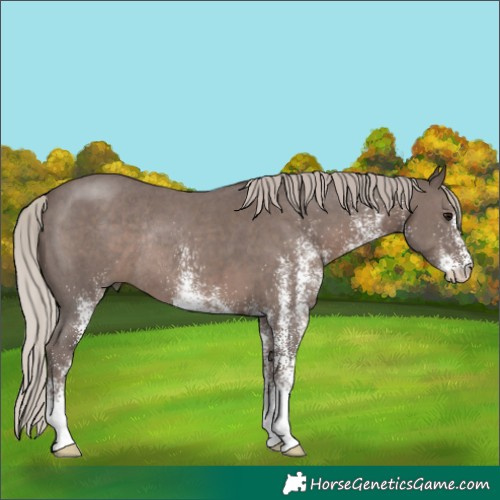 Horse Color:White Spotted Silver Black Rabicano