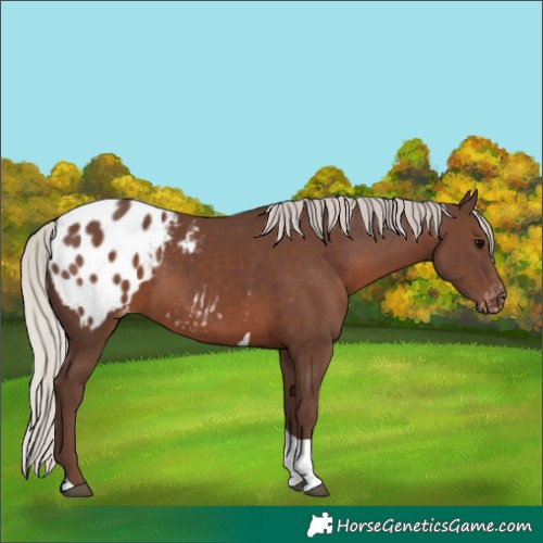 Horse Color:Silver Black Tobiano Appaloosa Rabicano