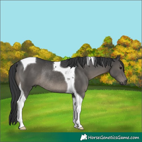 Horse Color:Black Tobiano Rabicano