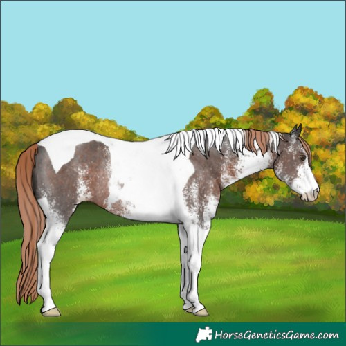 Horse Color:White Spotted Liver Chestnut Tobiano Rabicano 