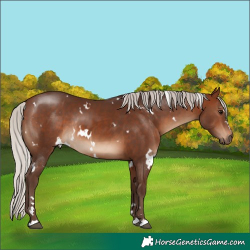 Horse Color:White Spotted Silver Brown Rabicano