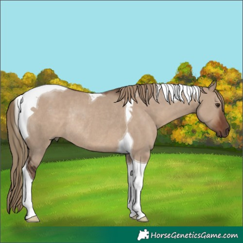 Horse Color:Liver Red Dun Tobiano Rabicano
