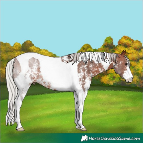 Horse Color:Silver Brown Sabino Tobiano Rabicano