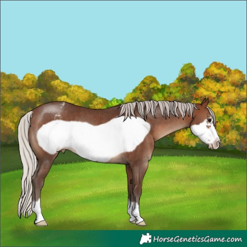 Horse Color:Silver Brown Frame Appaloosa Rabicano