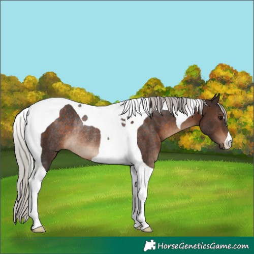 Horse Color:Silver Brown Tobiano Rabicano 