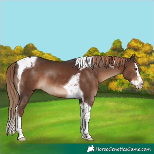 Horse Color:Liver Chestnut Splash Tobiano