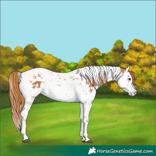 Horse Color:Chestnut Splash Tobiano and Chestnut Splash Tobiano